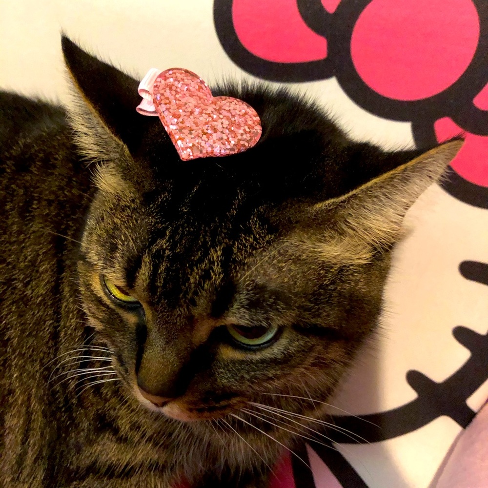 Pet hair accessories ❤️